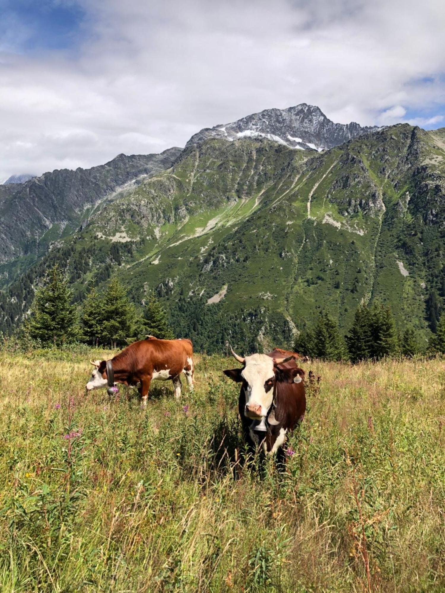 Chalet Riviere Du Bon Nant Location De 6 A 14 Personnes En Haute Savoie Saint-Gervais-les-Bains Kültér fotó