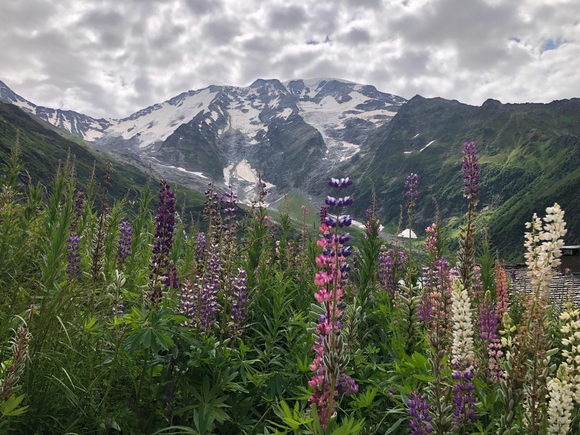 Chalet Riviere Du Bon Nant Location De 6 A 14 Personnes En Haute Savoie Saint-Gervais-les-Bains Kültér fotó