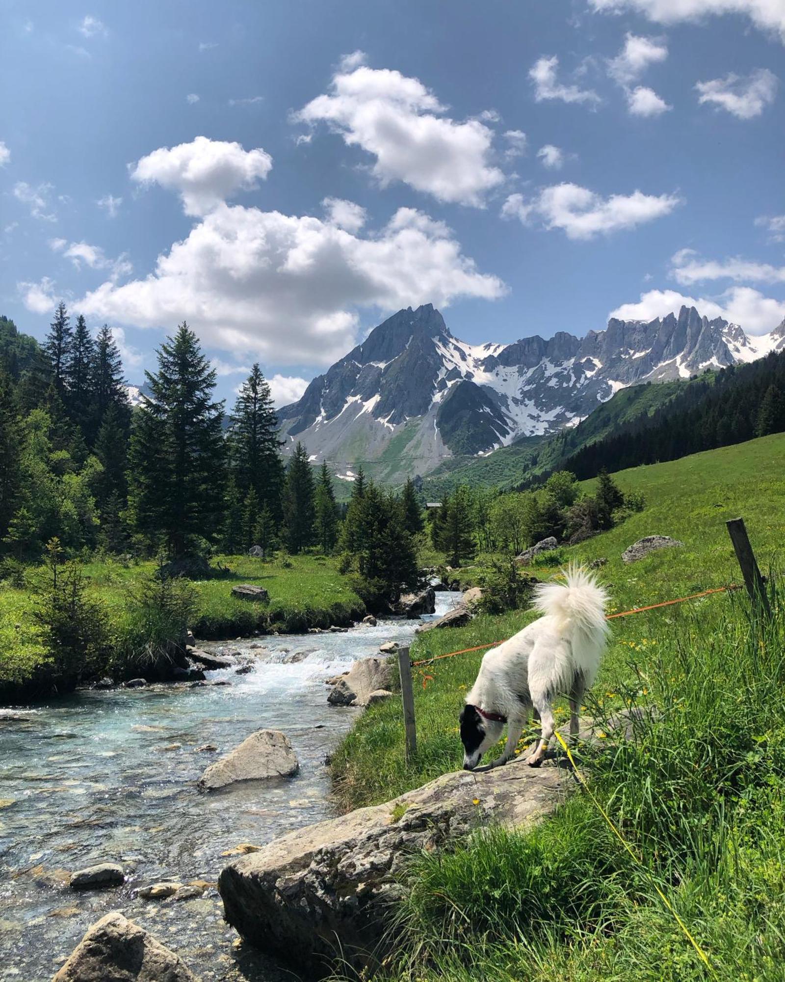 Chalet Riviere Du Bon Nant Location De 6 A 14 Personnes En Haute Savoie Saint-Gervais-les-Bains Kültér fotó